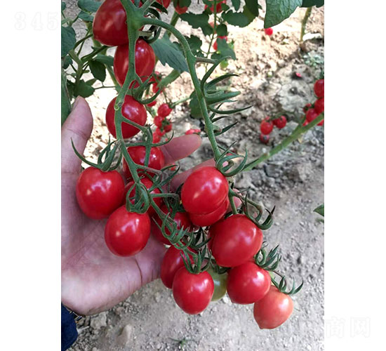 ��ӣ���ţ�1902����������-����ũҵ