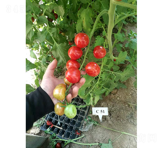 �й���ӣ�ҷ�������-����ũҵ