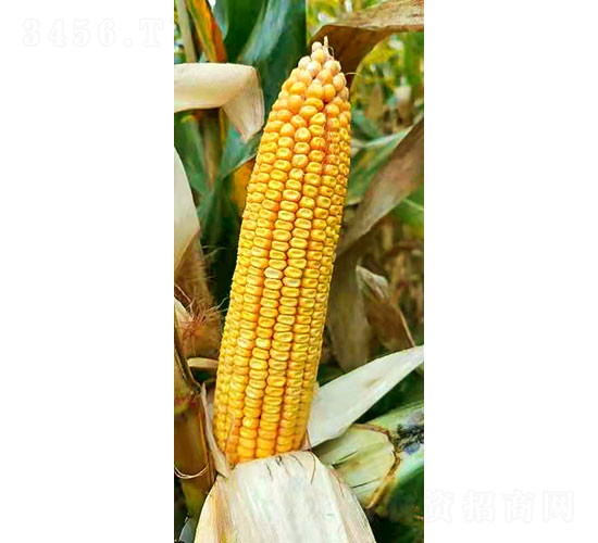 ���191-��������-�Ǻ���ũ