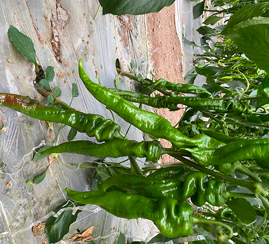 ����109-��������-��������