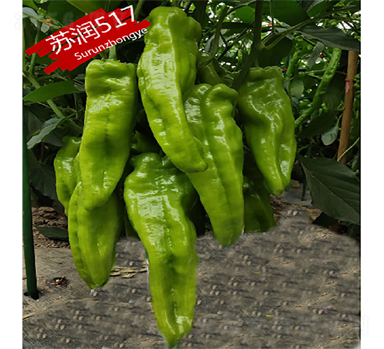 ����517-��������-������ҵ