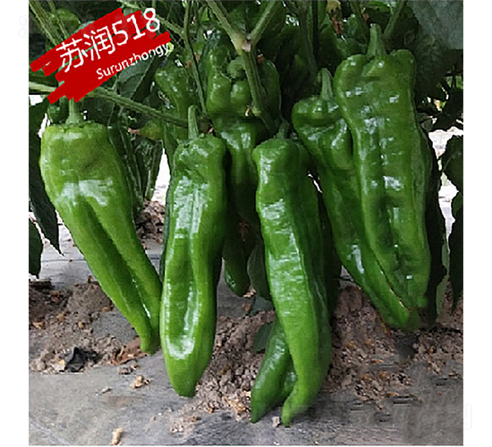 ����518-��������-������ҵ