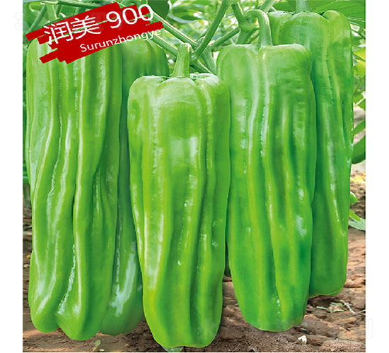 ����900-��������-������ҵ
