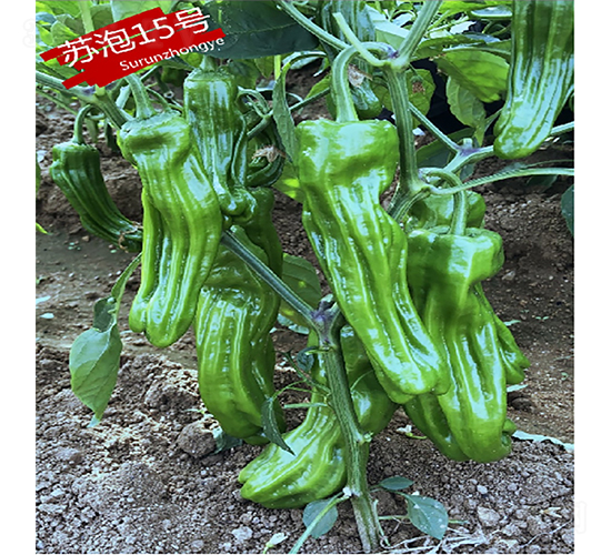����15��-��������-������ҵ