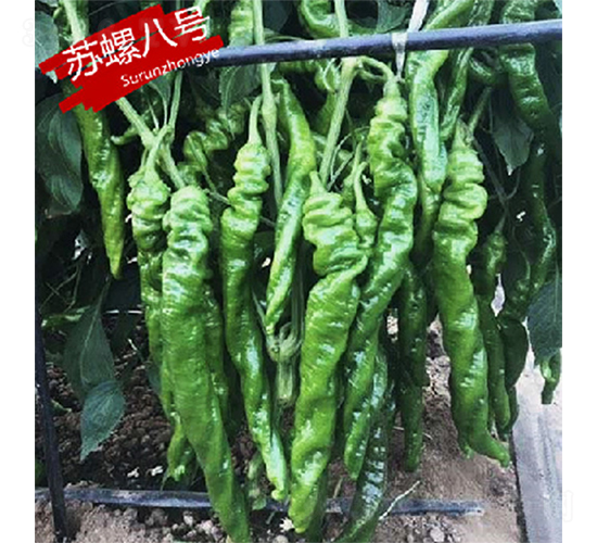 ���ݰ˺�-��������-������ҵ