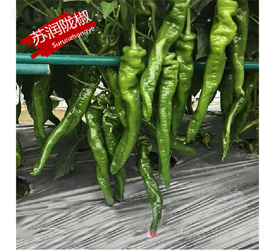 ����¤��-��������-������ҵ