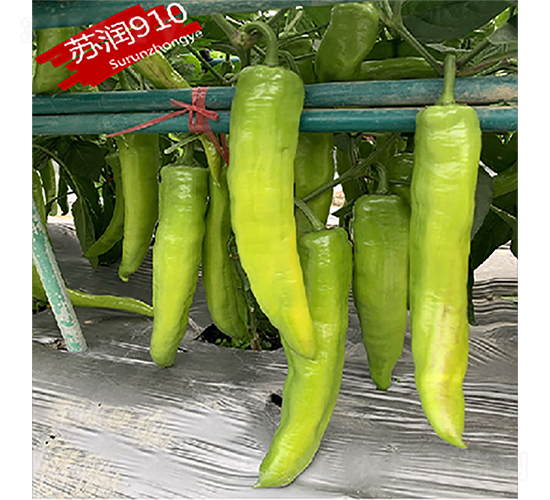 ����910-��������-������ҵ