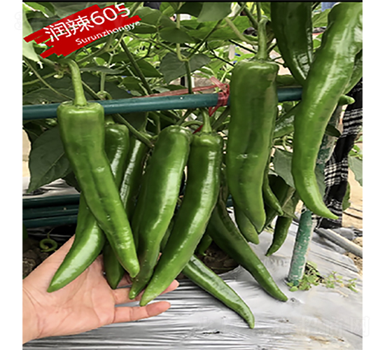 ����605-��������-������ҵ
