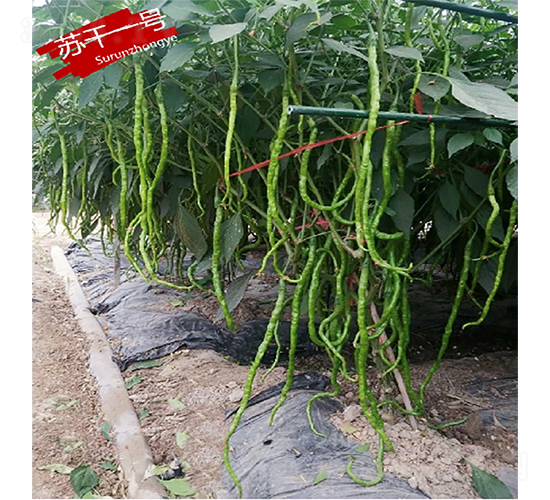 �ո�һ��-��������-������ҵ
