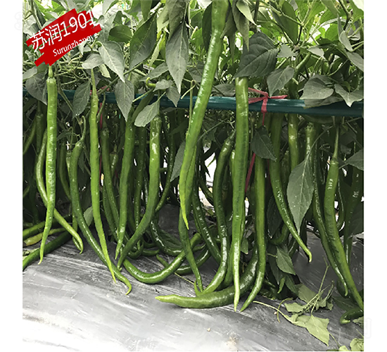 ����1901-��������-������ҵ