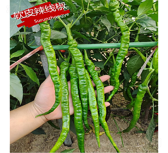��Ƥ���߽�-��������-������ҵ