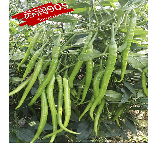 ����905-��������-������ҵ
