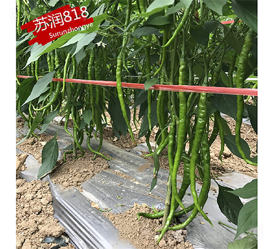 ����818-��������-������ҵ