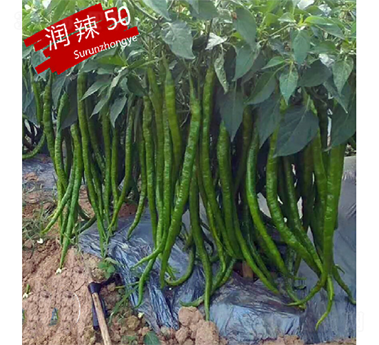 ����50-��������-������ҵ