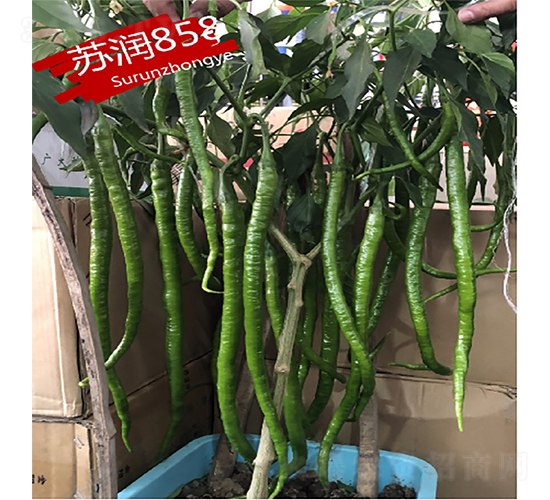 ����858-��������-������ҵ