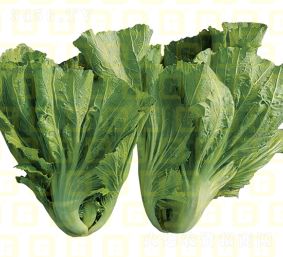 �¸�MS97-�������-�¸���ҵ