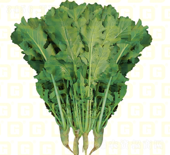 Ҷ���ܲ�-�¸�R460-�ܲ�����-�¸���ҵ