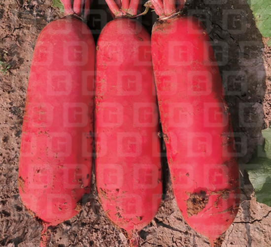 ��Ƥ�ܲ�-�¸�RS19-�ܲ�����-�¸���ҵ