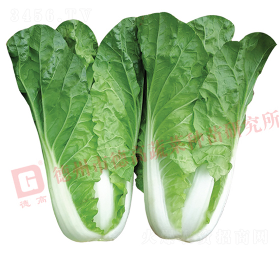 Ҷɫ��ɫ���-̩��-�������-�¸���ҵ