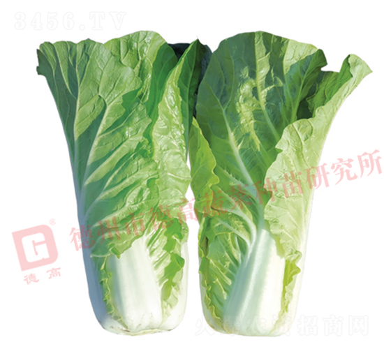 Ҷɫ��ɫ���-�¸߷���-�������-�¸���ҵ