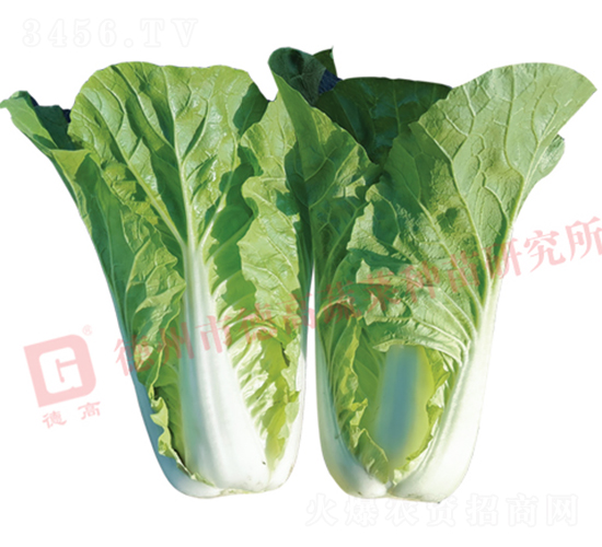 Ҷɫ��ɫ���-�¸�2142-�������-�¸���ҵ