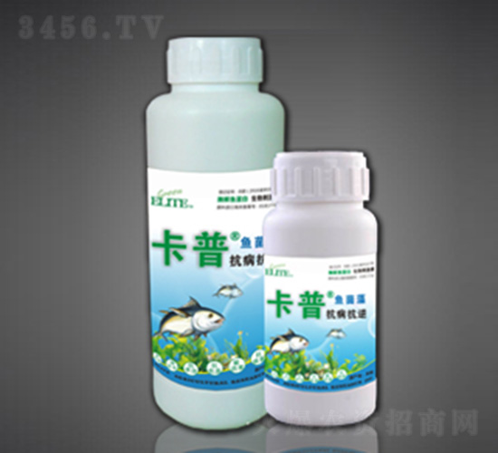 ø���㵰��Ҷ����-��������-�̽����