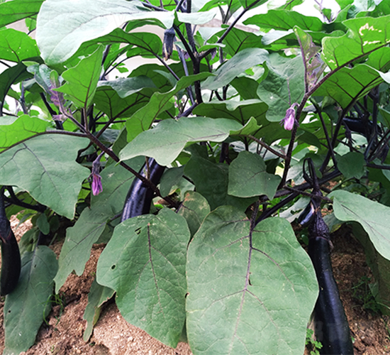 ����-��������-³��