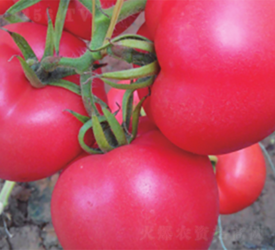�ʽ�6��-��������-³��