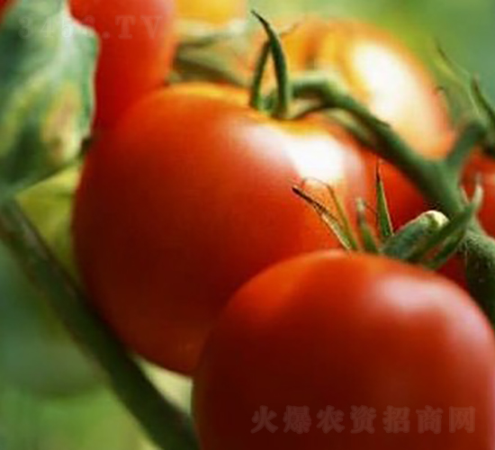T1202F1-����������������-��������