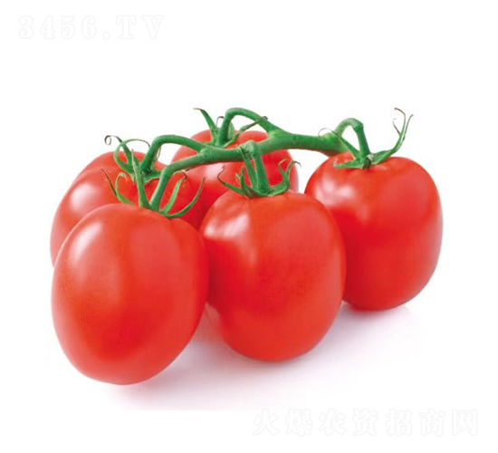 �ŵ���-ʥŮ������-�췢��ʢ