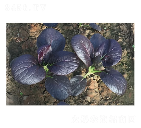 ����һ��-С�ײ�����-�췢��ʢ