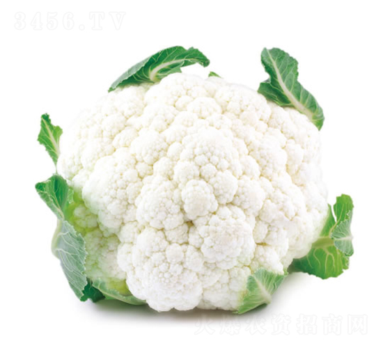 �컨55��-��Ҭ������-�췢��ʢ