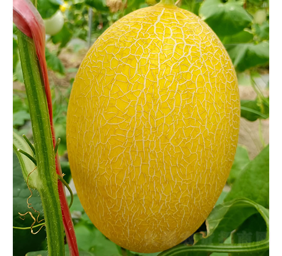 ����-�������-�췢��ʢ