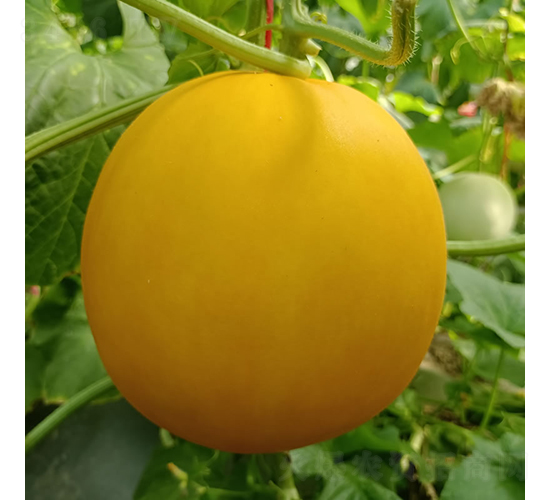��ɯ��-�������-�췢��ʢ