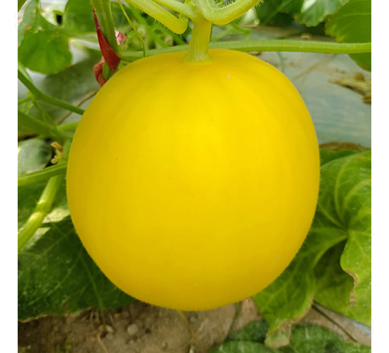 �۱�-�������-�췢��ʢ