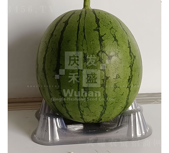 С����-��������-�췢��ʢ
