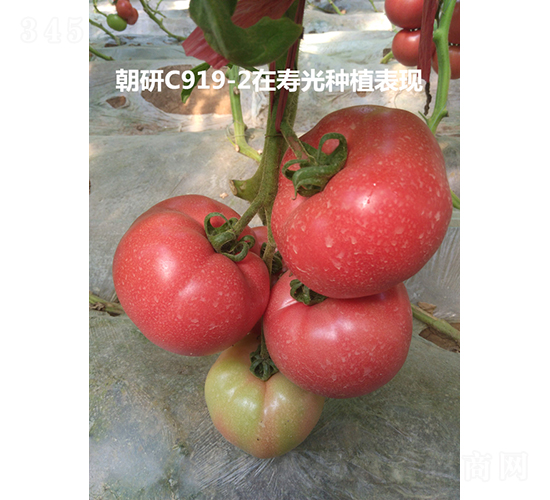 ����C919-2-��������-��������