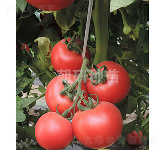 ����C969-��������-��������