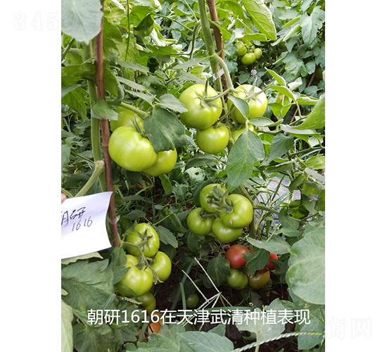 ����1616-��������-��������