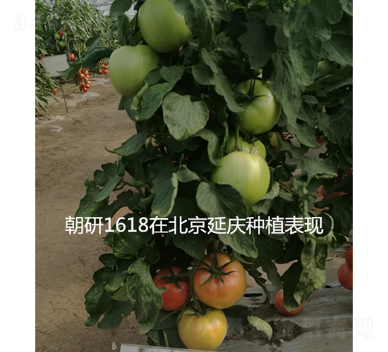 ����1618-��������-��������