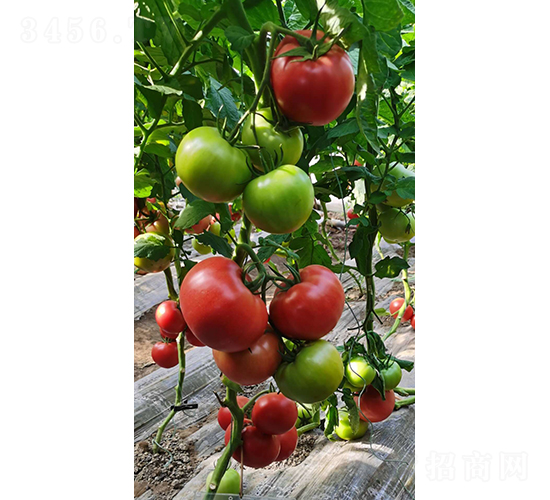 ŷ��ɳ-��������-��������