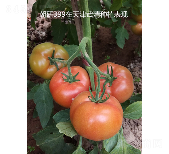 ����399-��������-��������