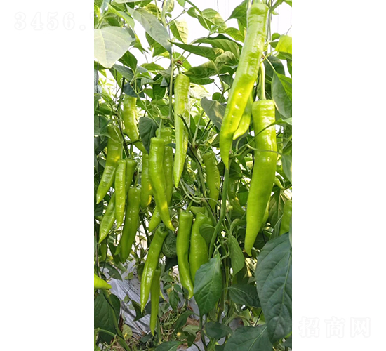 ŵ��117-��������-��������