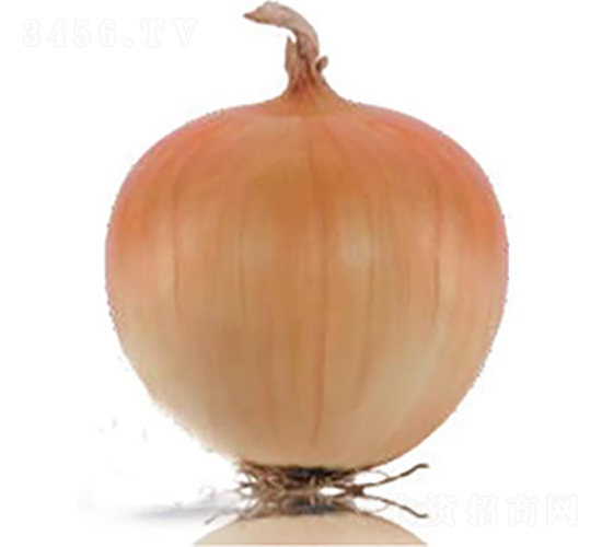 ������Ʒ��ON-007-�������-³��