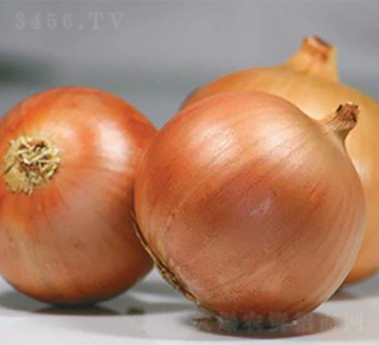 ������Ʒ��ON-024-�������-³��