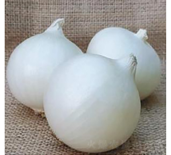 ������Ʒ��ON-029-�������-³��