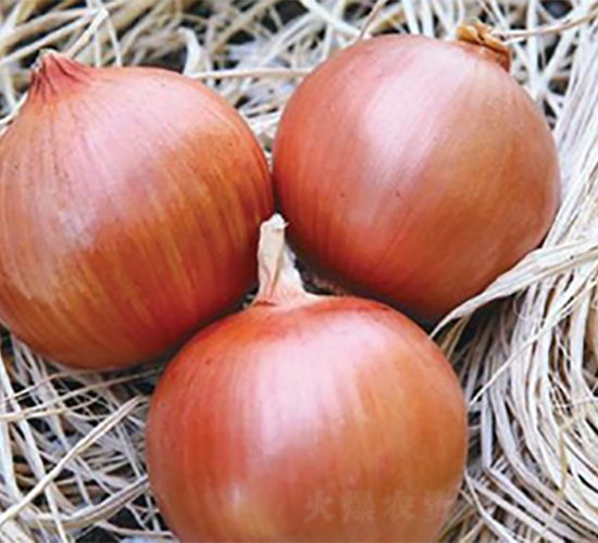 ������Ʒ��ON-036-�������-³��