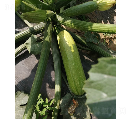 Խ������121-����«����-³��