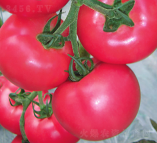 �ʽ�868-��������-³��