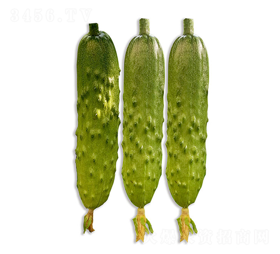 ��ũ����2��-�ƹ�����-��ũũҵ